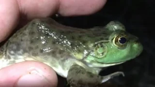 One Girl One Frog Uncensored Full Original Video (WATCH 18+)